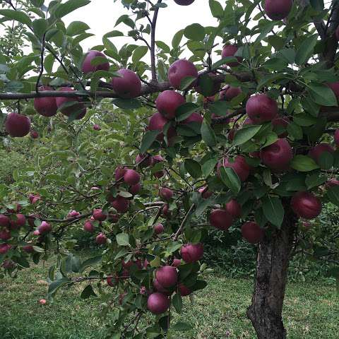 AppleStock Orchard